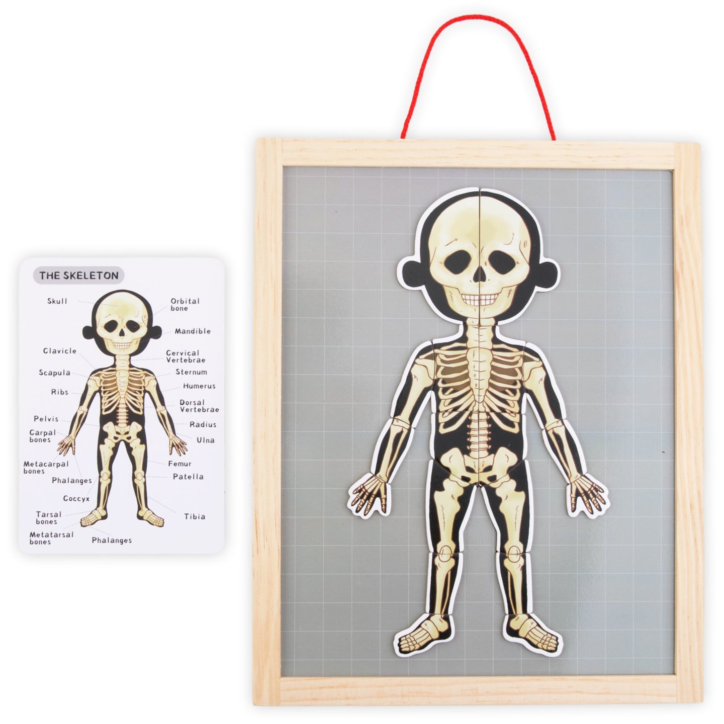 Magnetyczne puzzle - Nauka anatomii - Ciało człowieka